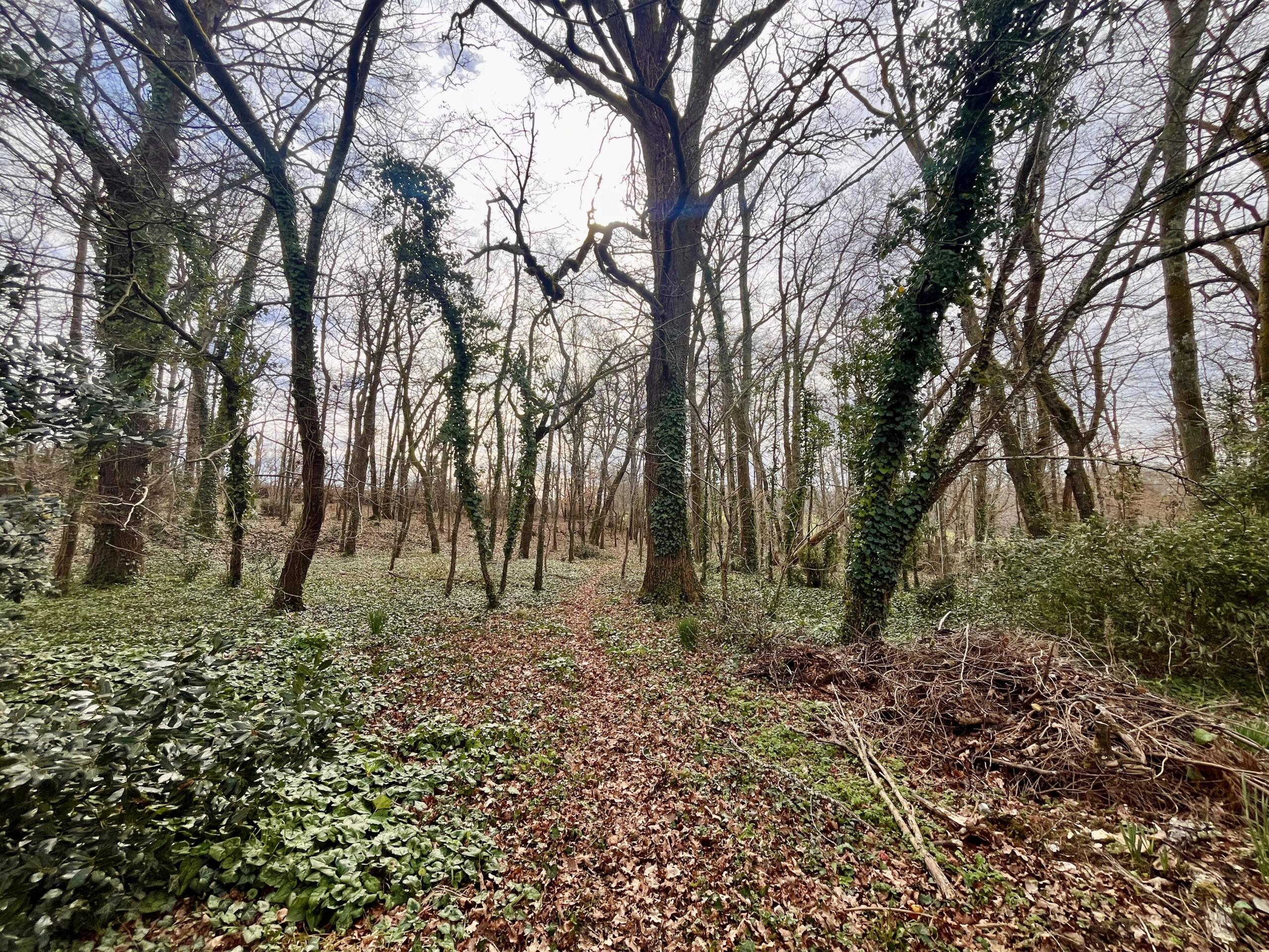 Charming Stone House with mature garden and woodlands, Aquitaine – France – BVI77310