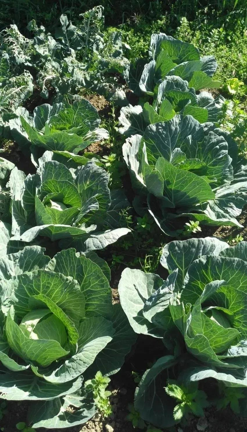 3 bedroom Finca in Estepona, Malaga, Spain – 428-04467D