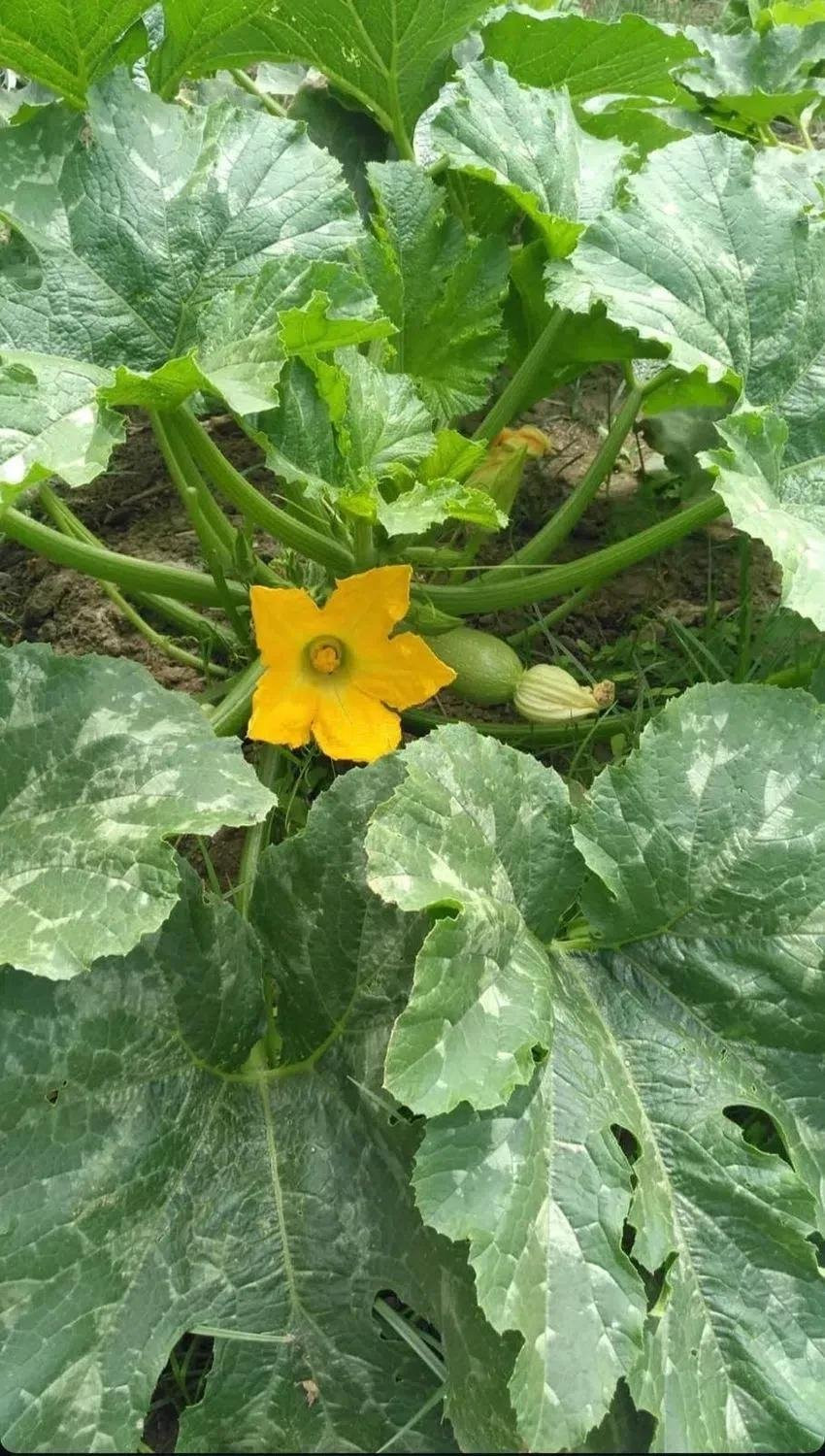 3 bedroom Finca in Estepona, Malaga, Spain – 428-04467D