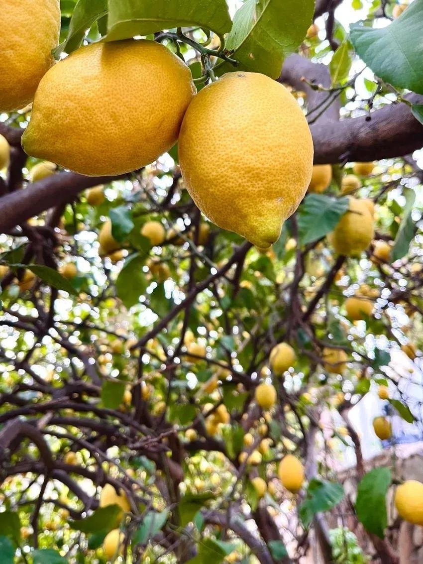 3 bedroom Finca in Estepona, Malaga, Spain – 428-04467D