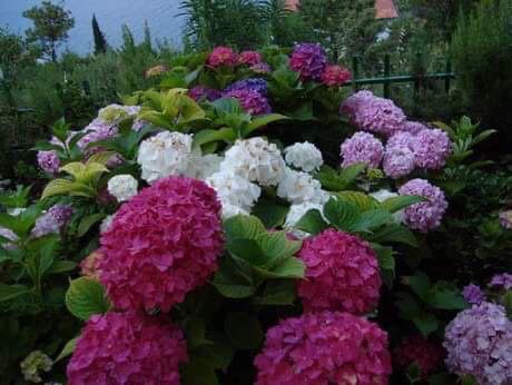 Seaside House for Sale in Krašići Montenegro – Panoramic Views & Guest Apartments, Montenegro – MREALE75