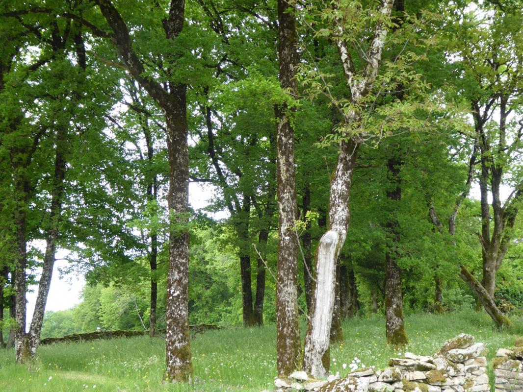 terrain in Gorses, Lot, France – A80B1A80D8A640E6