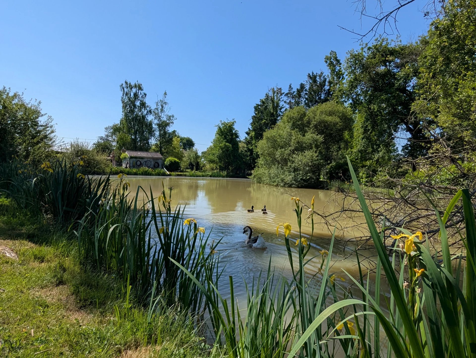 Very special 3-bedroom property located in a friendly hamlet near Thollet in the Vienne, Poitou-Charentes – France – BVI81109