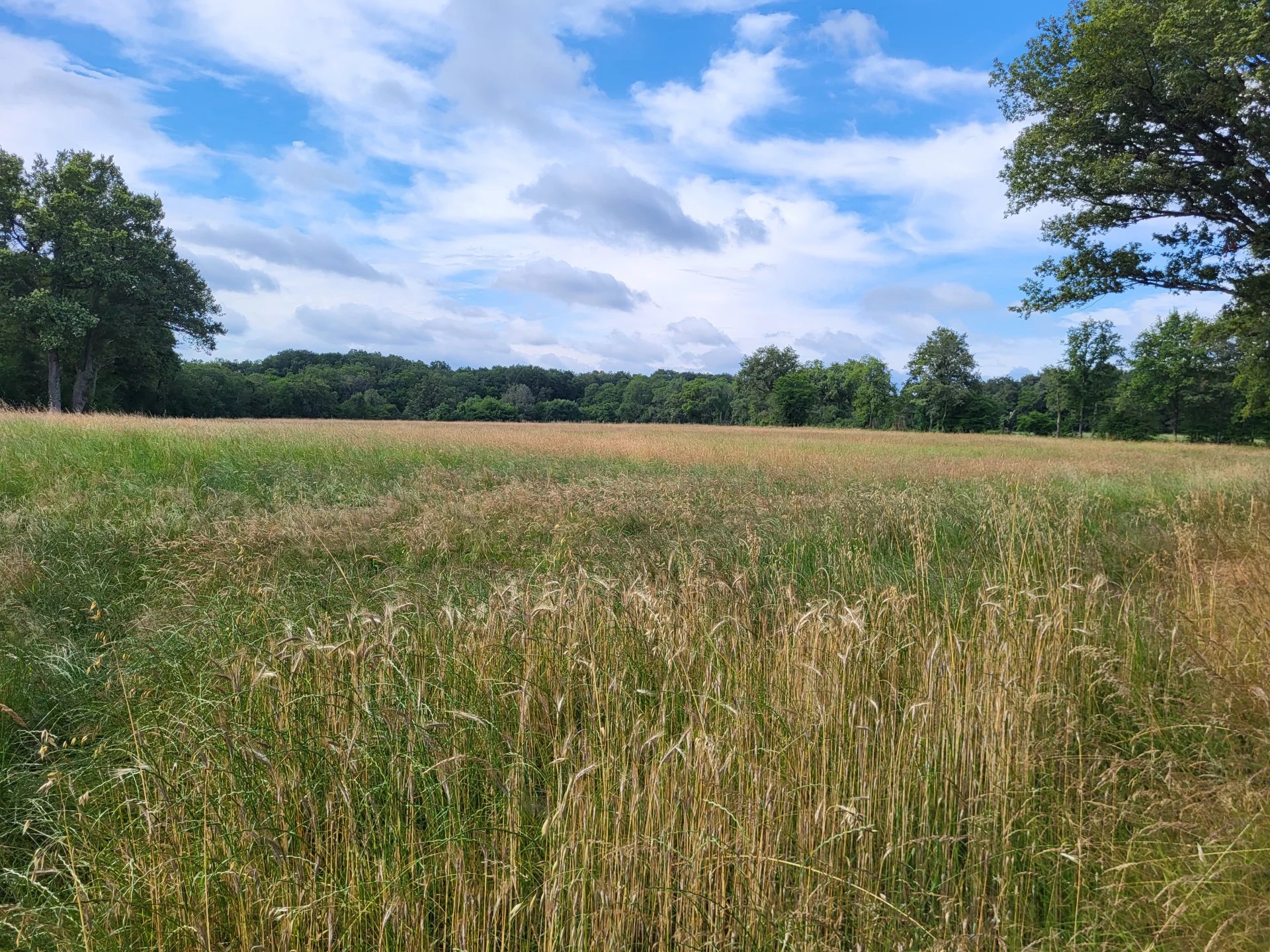 High quality grazing land in Indre, Centre – France – BVI76342