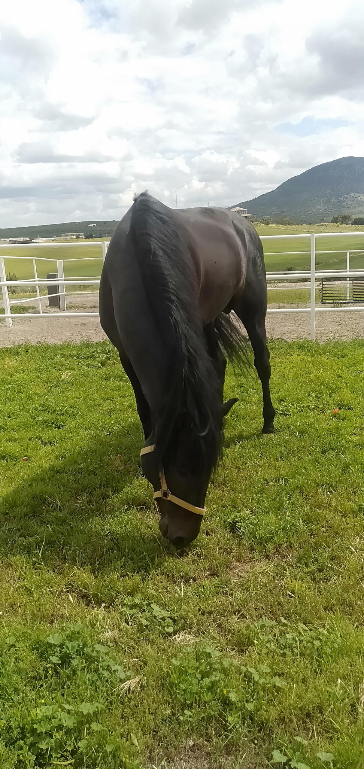 4 bedroom Finca in Moron De La Frontera, Sevilla, Spain – 428-04790P