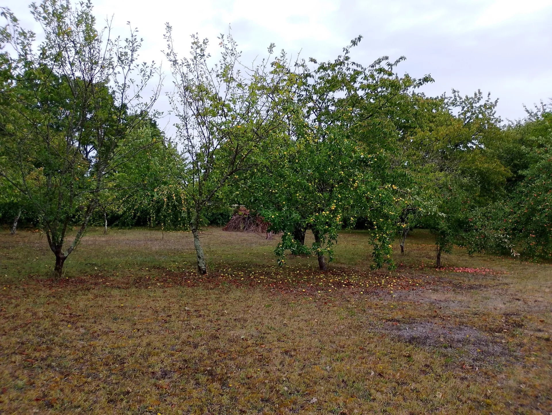 Large charentaise house with outbuildings, Poitou-Charentes – France – BVI82805