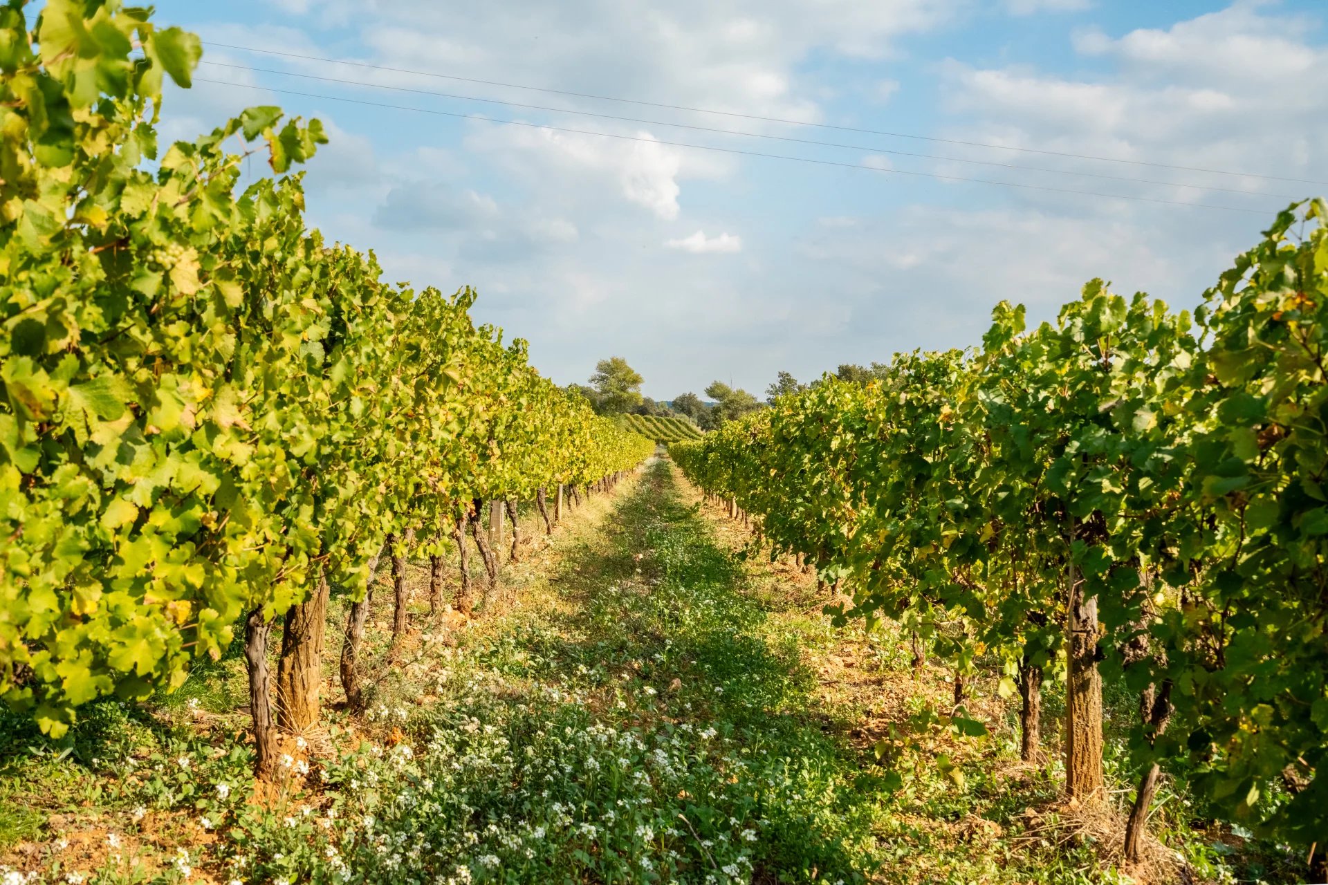 Exceptional Estate – Provence Verte, Provence-Alpes-Côte d’Azur – France – BVI82087