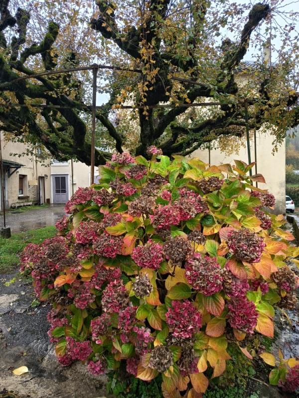 1 bedroom maison de village in Lacombe, Aude, France – 3F83280D16DF42EC