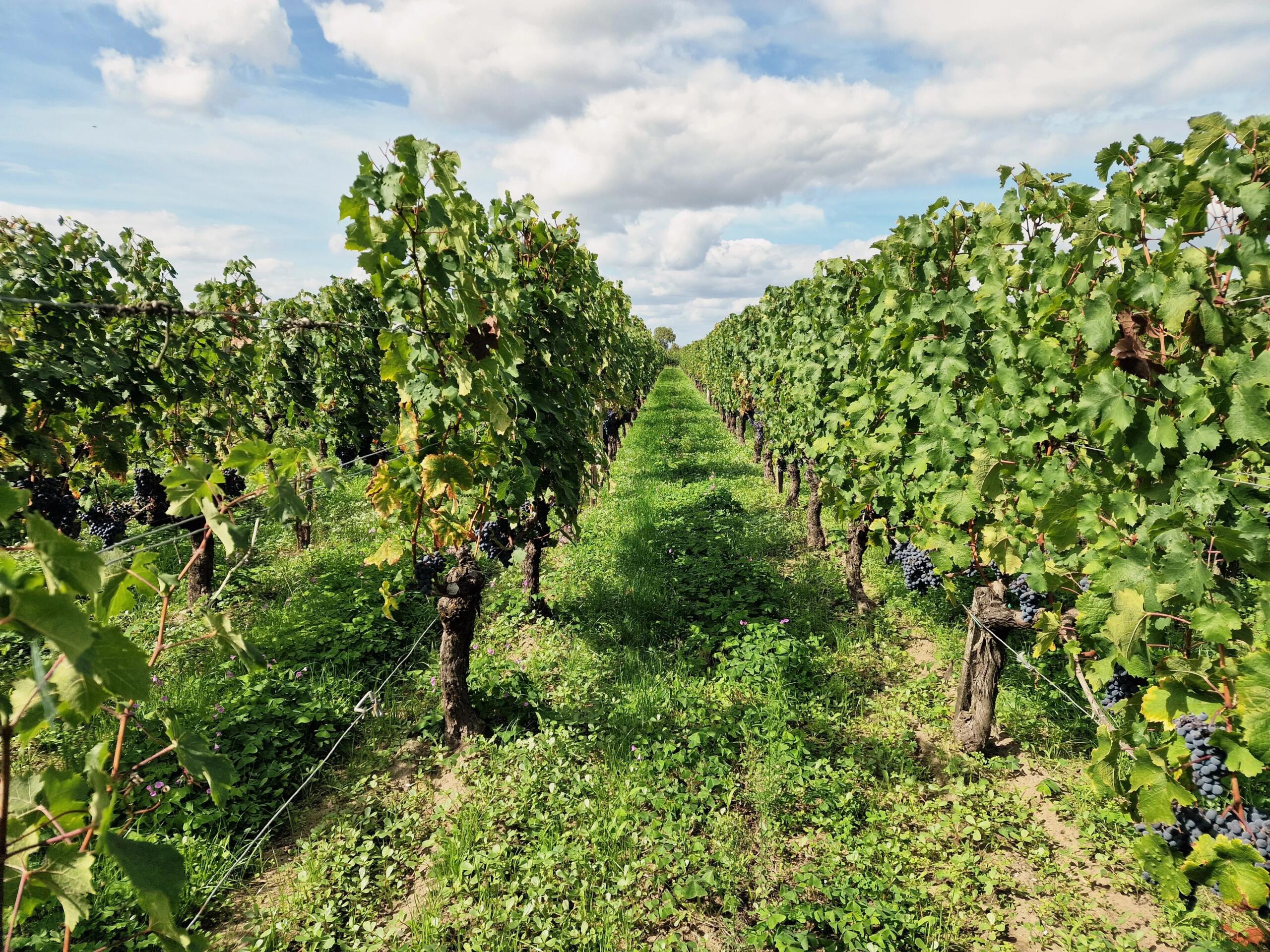 Saint-Émilion Grand Cru Vineyard Estate, Aquitaine – France – BVI82757