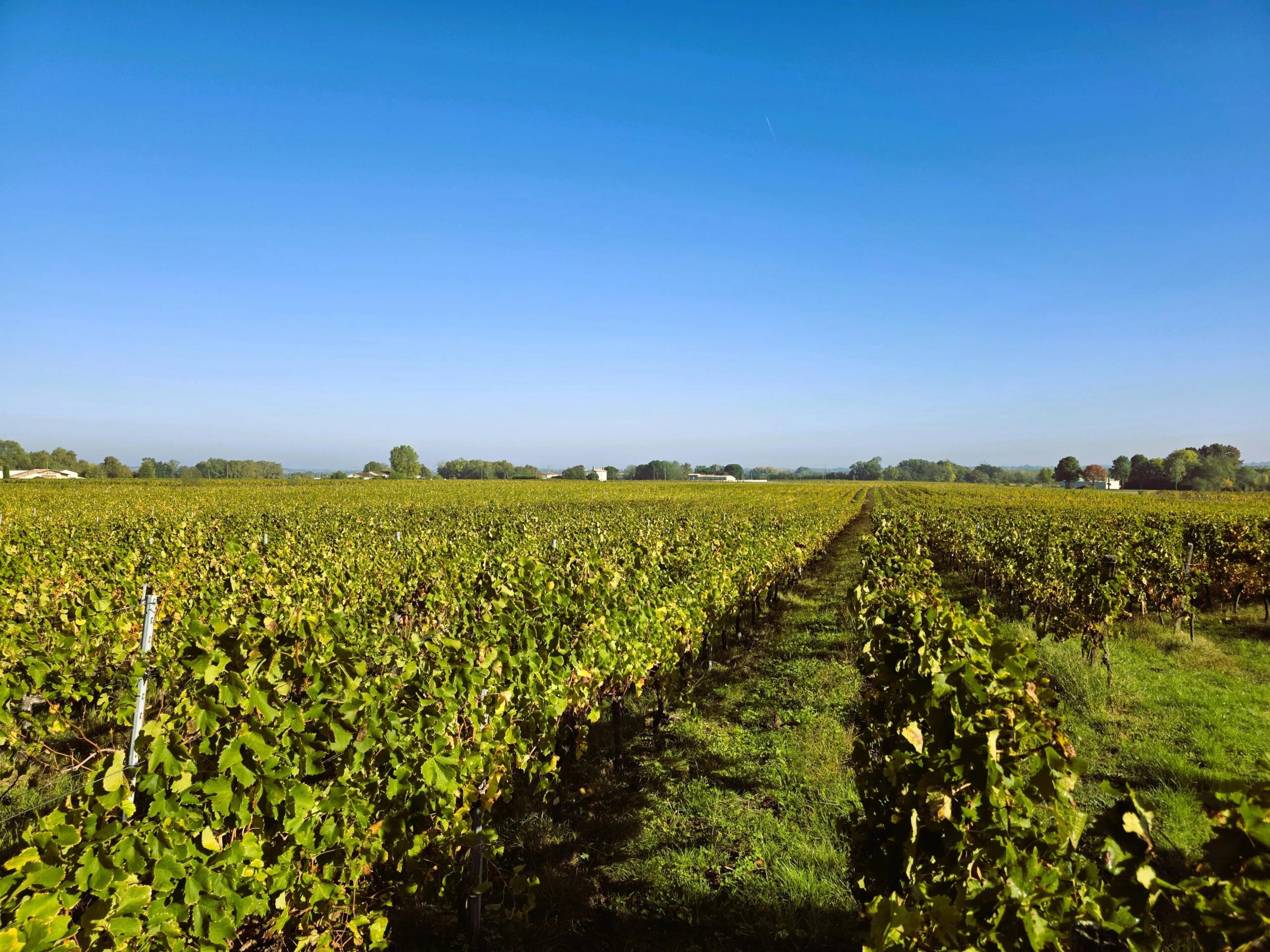 Vineyard Château with Strong Development Potential Close to Bordeaux, Aquitaine – France – BVI83075