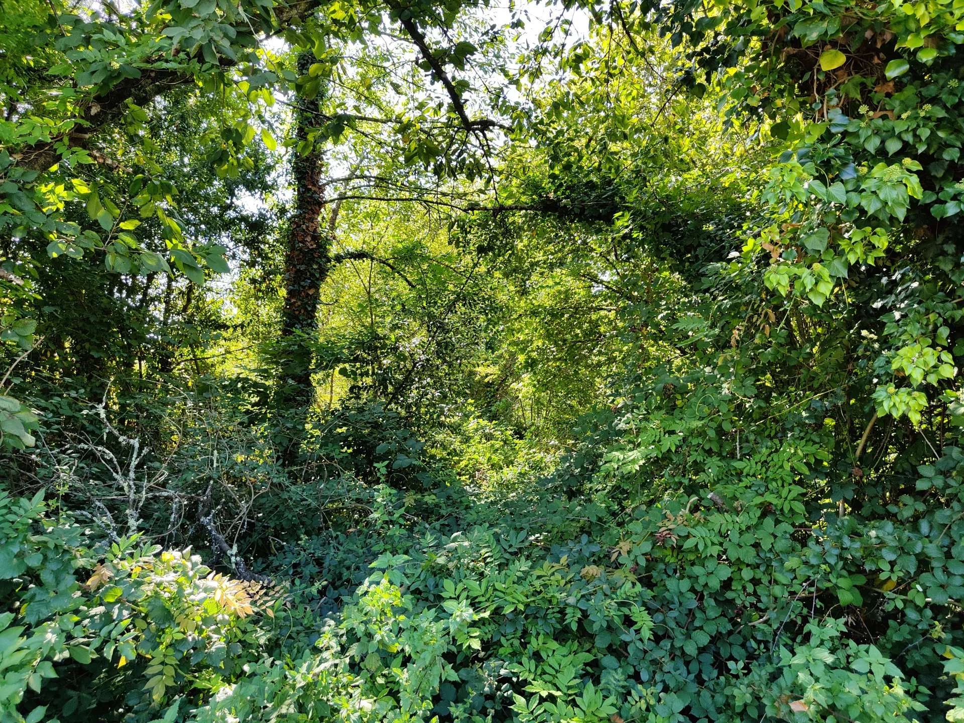 Large Building Plot 4 minutes from Piégut Pluviers, Aquitaine – France – BVI78578