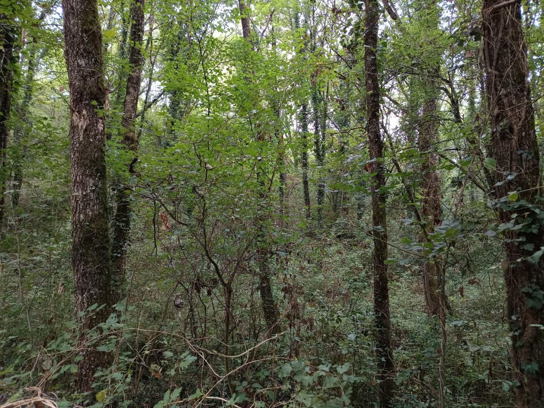 terrain agricole in Carmaux, Tarn, France – 34E26EF865AE4D02