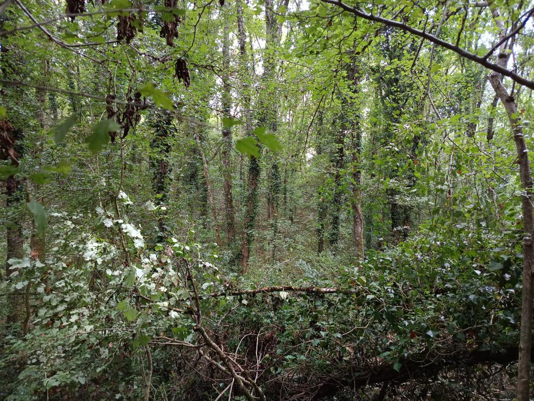 terrain agricole in Carmaux, Tarn, France – 34E26EF865AE4D02