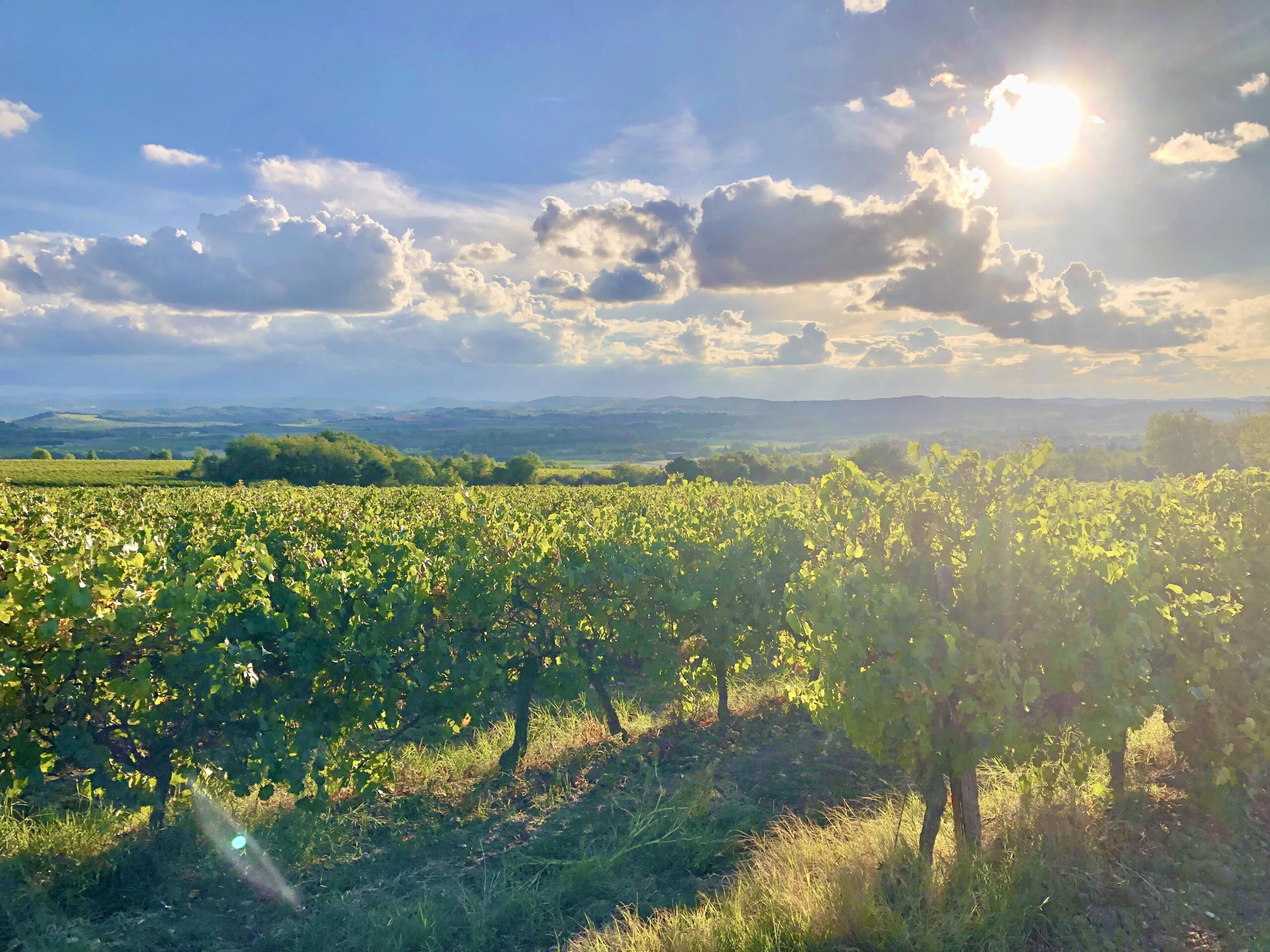 Exceptional Wine Estate – Cru La Livinière / Minervois AOP, Languedoc-Roussillon – France – BVI83985