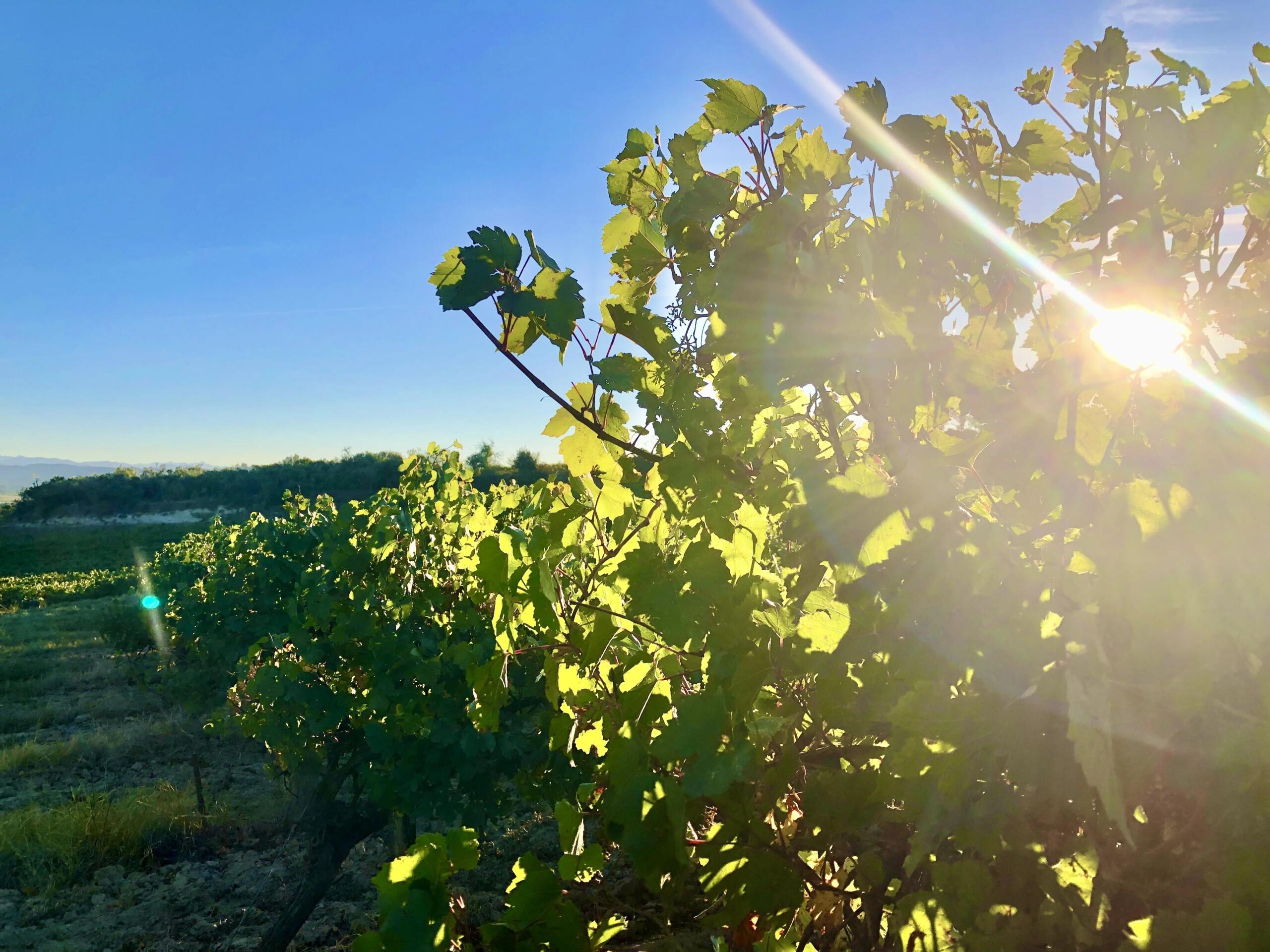 Exceptional Wine Estate – Cru La Livinière / Minervois AOP, Languedoc-Roussillon – France – BVI83985