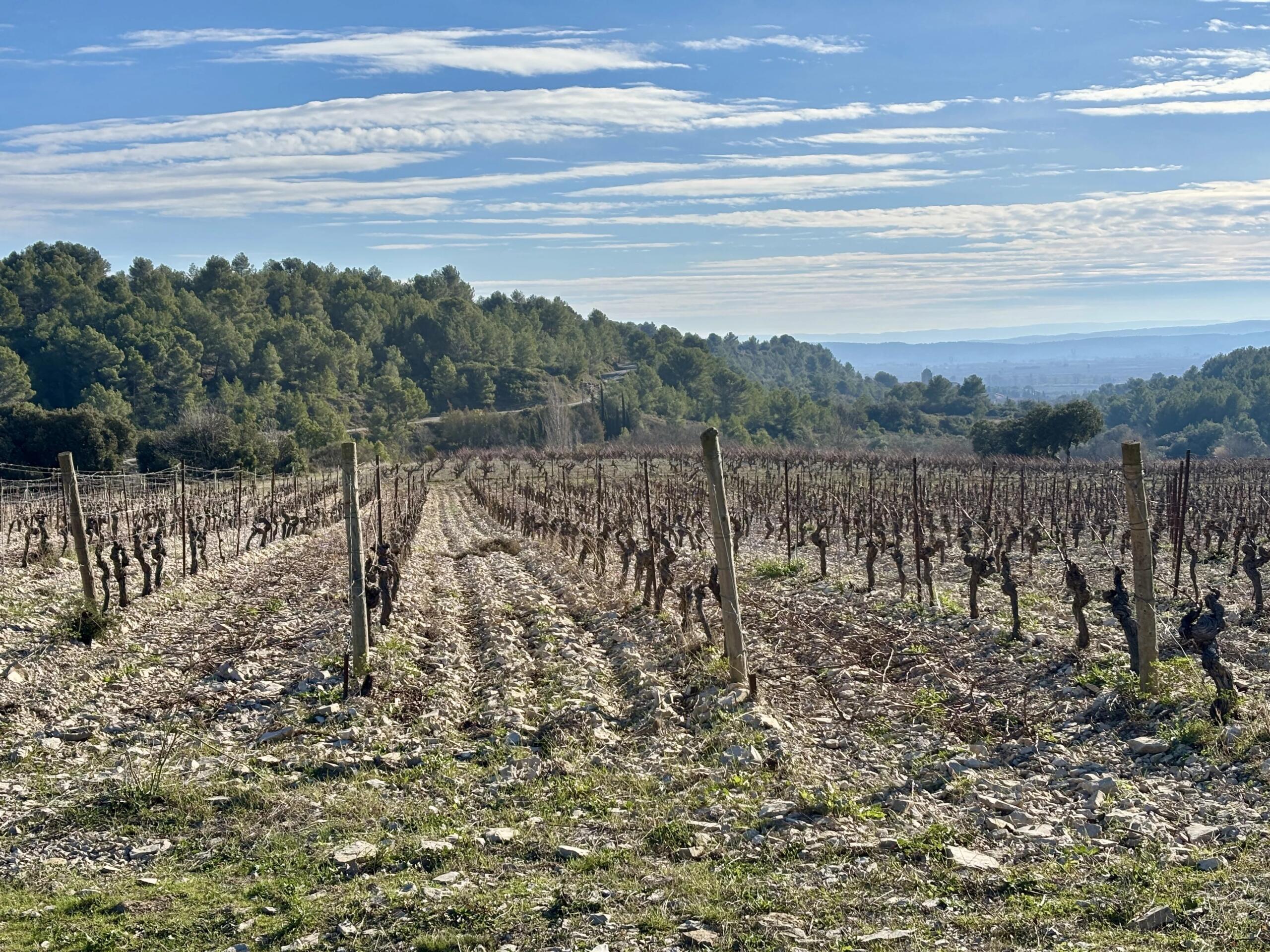Exceptional Wine Estate – Cru La Livinière / Minervois AOP, Languedoc-Roussillon – France – BVI83985