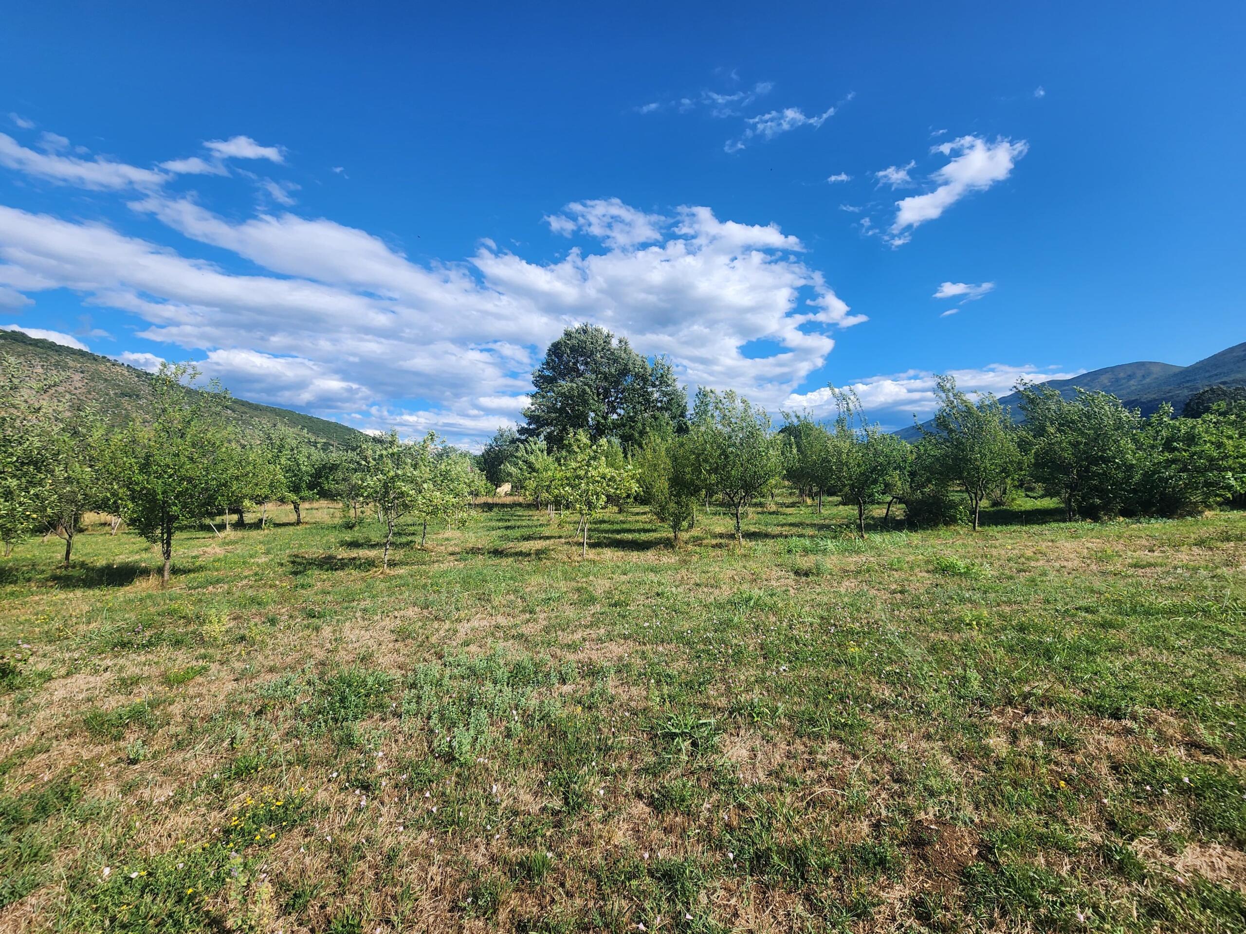 FOR SALE – Family property with large land and orchard, near Danilovgrad