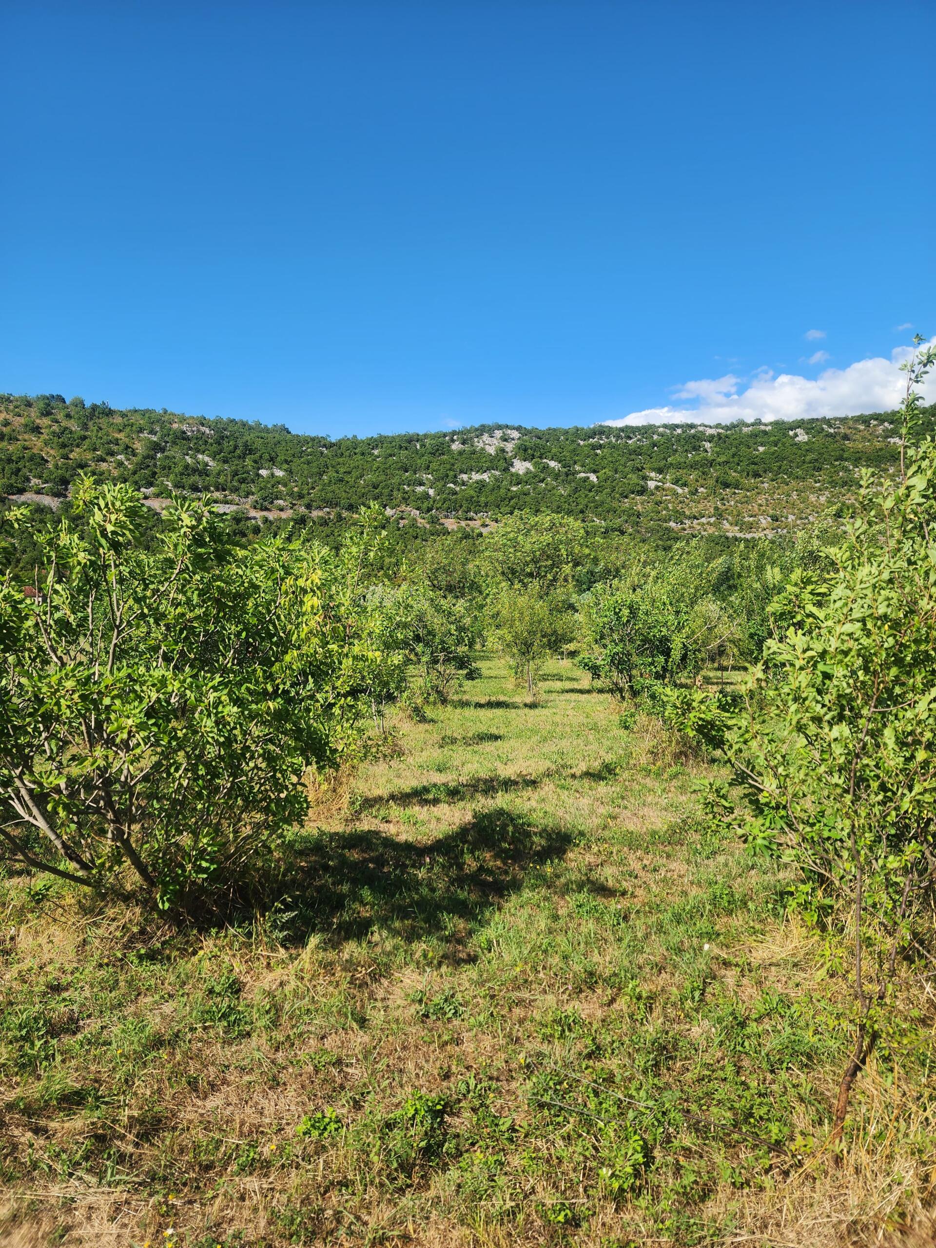 FOR SALE – Family property with large land and orchard, near Danilovgrad
