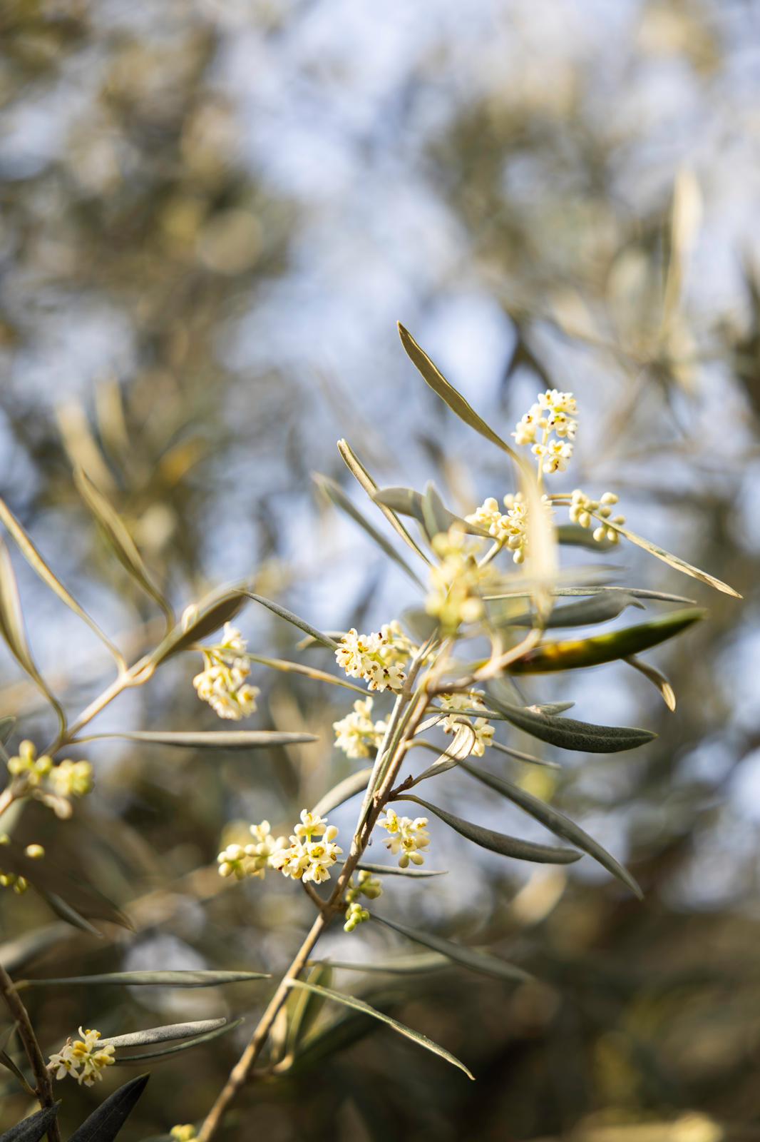 Charming Villa with boutique apartments in Tivat