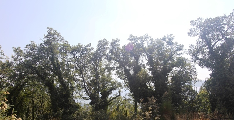 Land in Budva with sea view