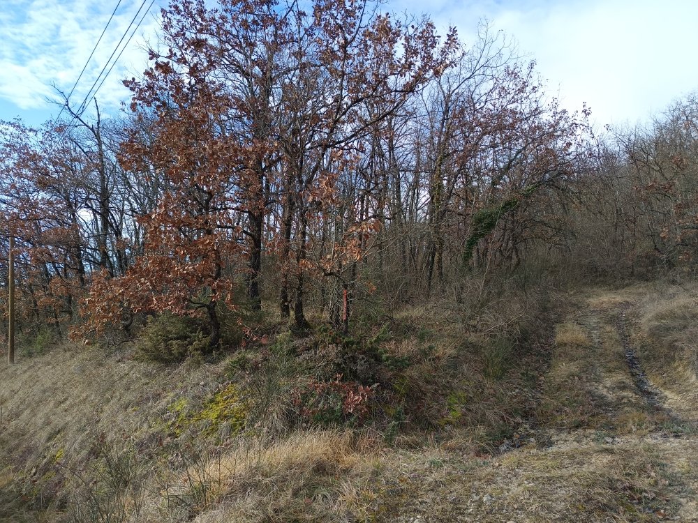 foret in Graulhet, Tarn, France