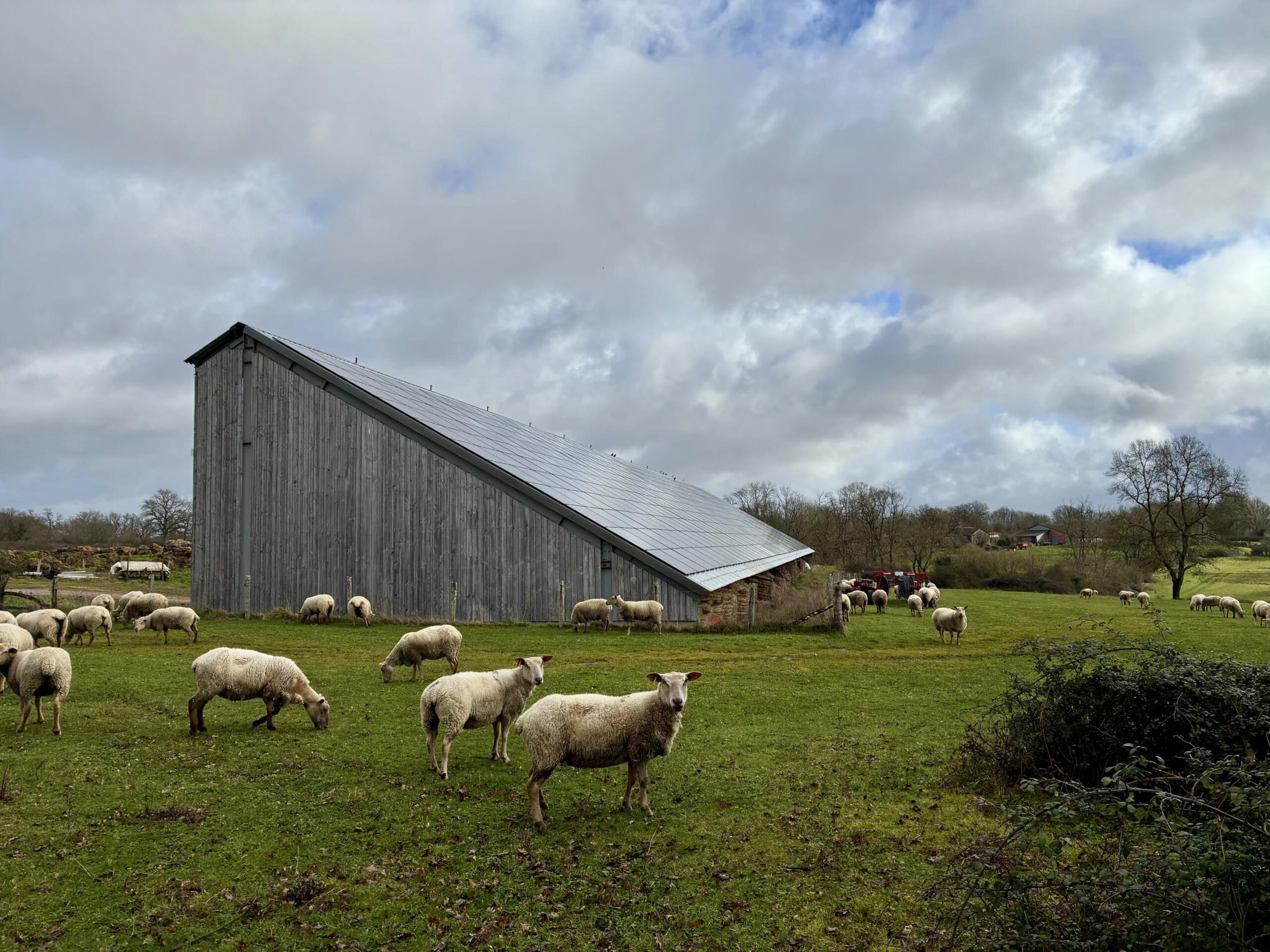 Investment Opportunity: Renovated House and Rented Working Farm over More Than 130 hectares, Poitou-Charentes – France – BVI83568