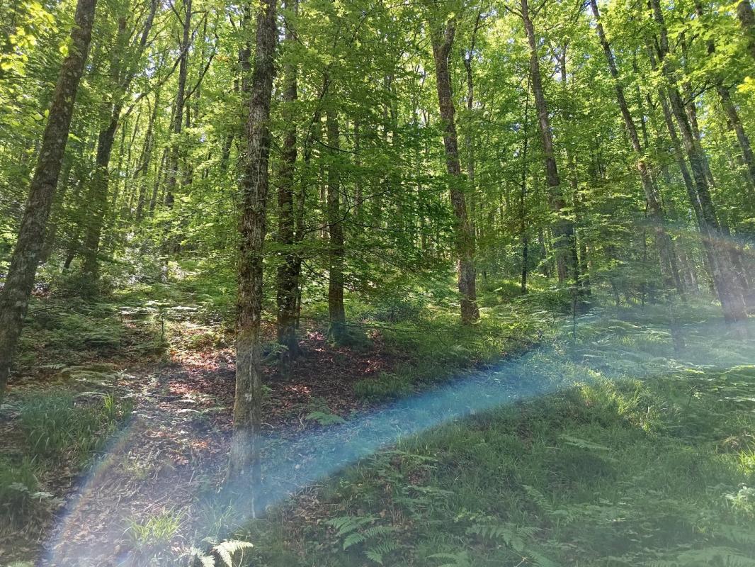 3 bedroom maison de campagne in Berlats, Tarn, France