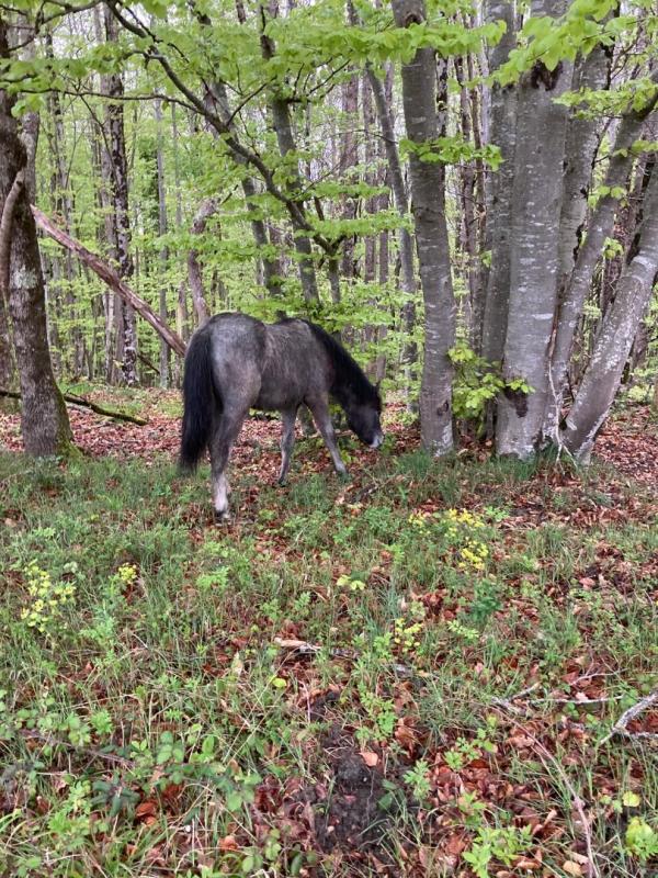 11 bedroom maison situee en campagne in Ventenac, Ariège, France