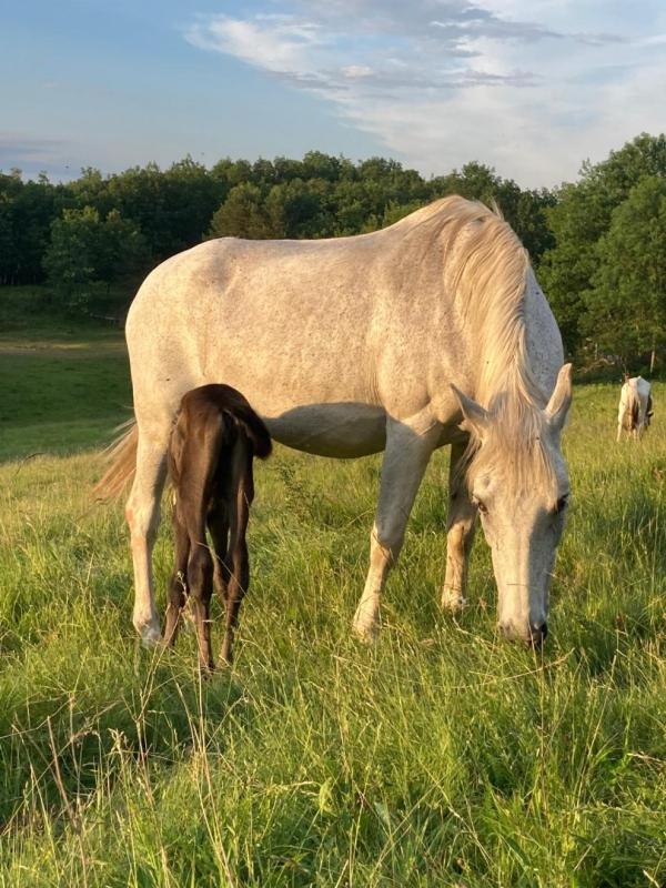 11 bedroom maison situee en campagne in Ventenac, Ariège, France