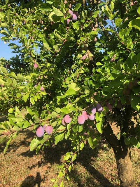 1 bedroom propriete in Mirabel, Tarn-et-Garonne, France