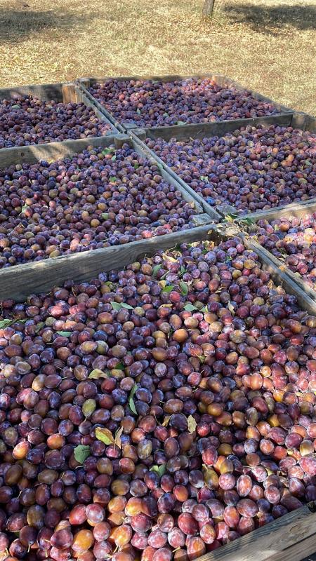 1 bedroom propriete in Mirabel, Tarn-et-Garonne, France