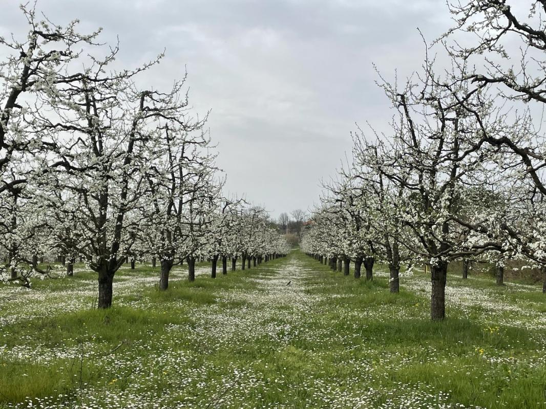 1 bedroom propriete in Mirabel, Tarn-et-Garonne, France