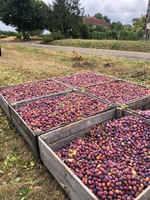 1 bedroom propriete in Mirabel, Tarn-et-Garonne, France