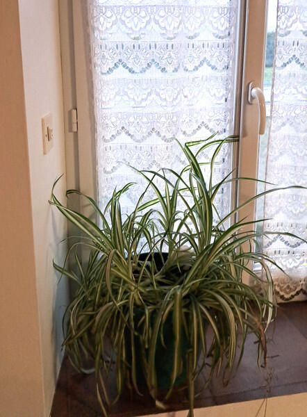 A spacious 4-bedroom stone house with garage and land, ideally located near Flers and Tinchebray-Bocage, offering easy access to all amenities