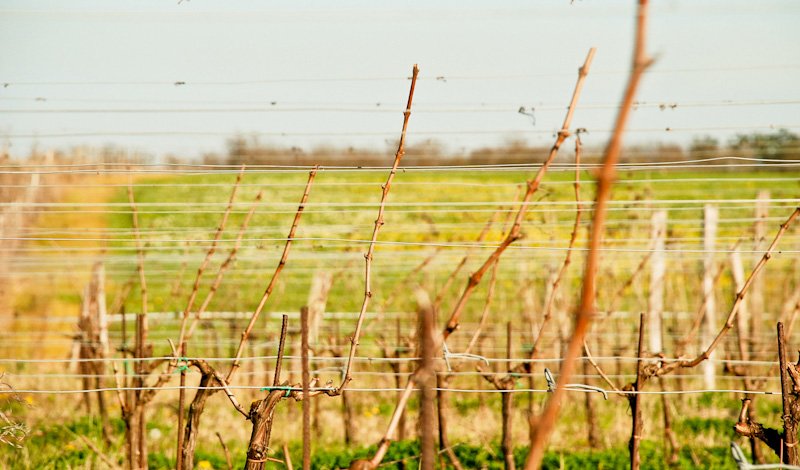 exploitation viticole in Sauveterre De Guyenne, Gironde, France