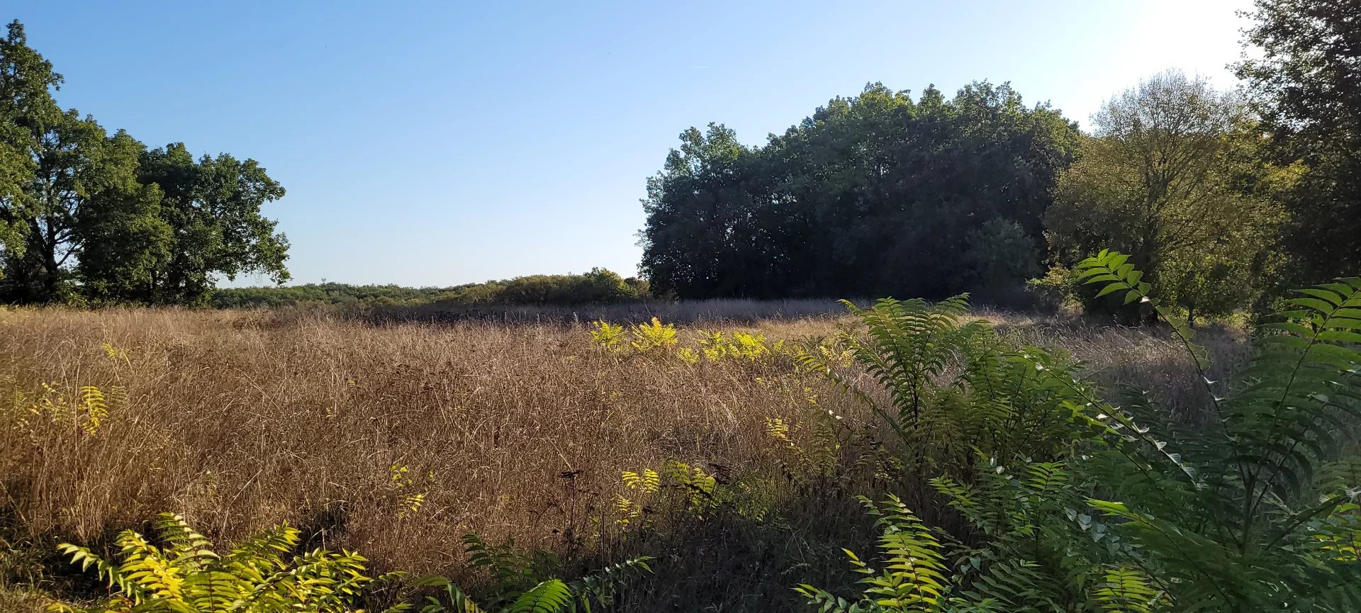 Building plot with woodland Montaigu-de-Quercy, Midi-Pyrénées – France – BVI72510