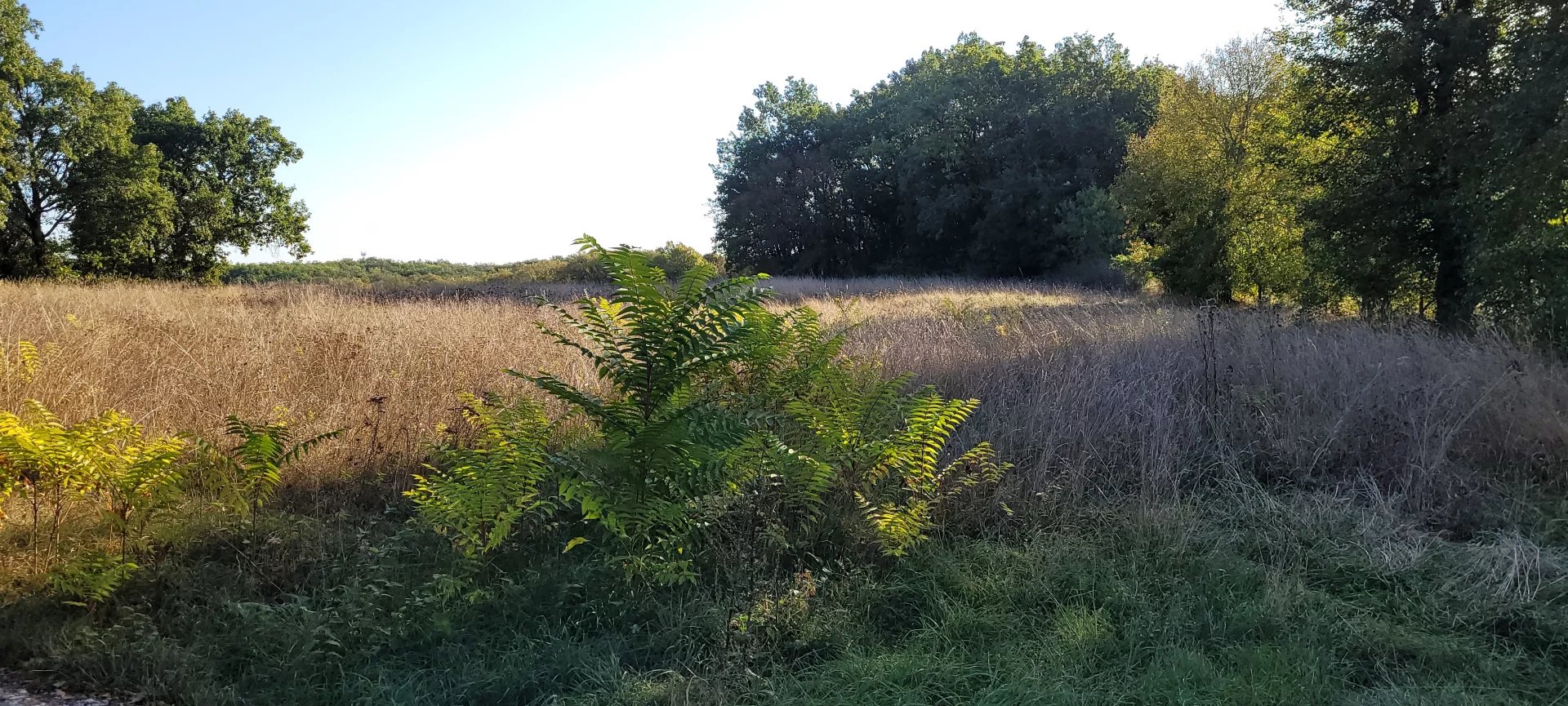 Building plot with woodland Montaigu-de-Quercy, Midi-Pyrénées – France – BVI72510
