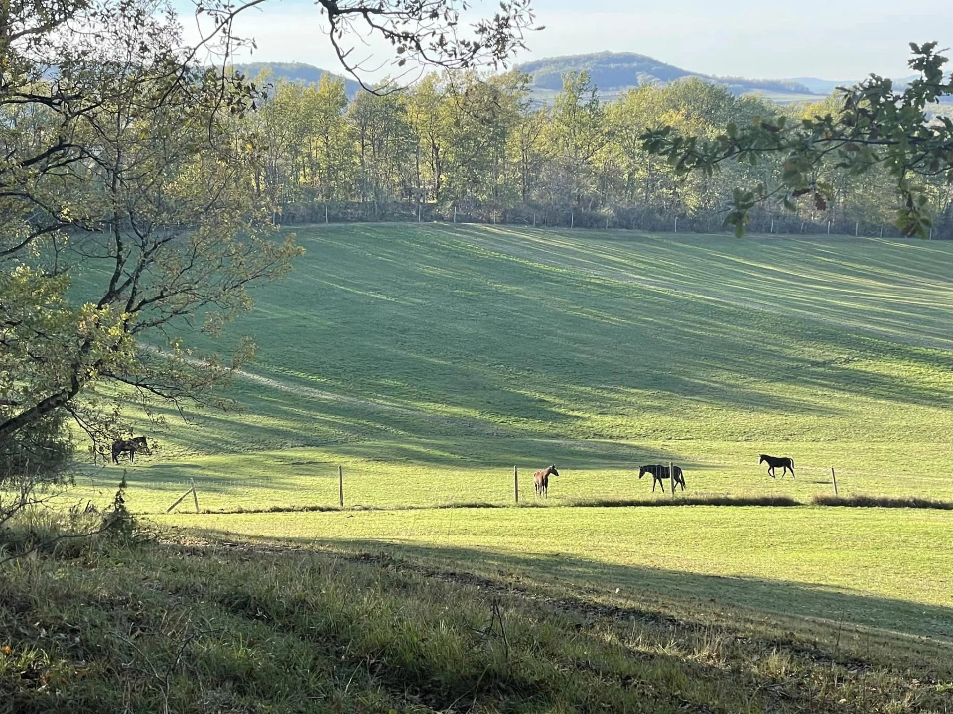Lovely estate with 40 ha of fenced land, pool and guest house, Aquitaine – France – BVI69841