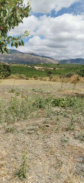 Land in Sicily – Triolo Alessandria