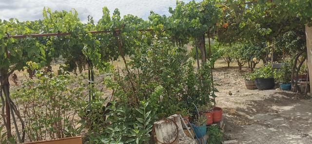Land in Sicily – Triolo Alessandria