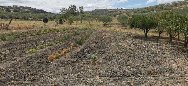 Land in Sicily – Triolo Alessandria