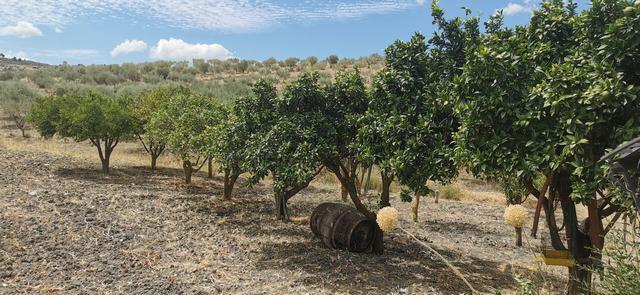 Land in Sicily – Triolo Alessandria
