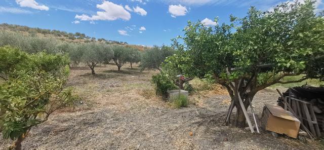 Land in Sicily – Triolo Alessandria
