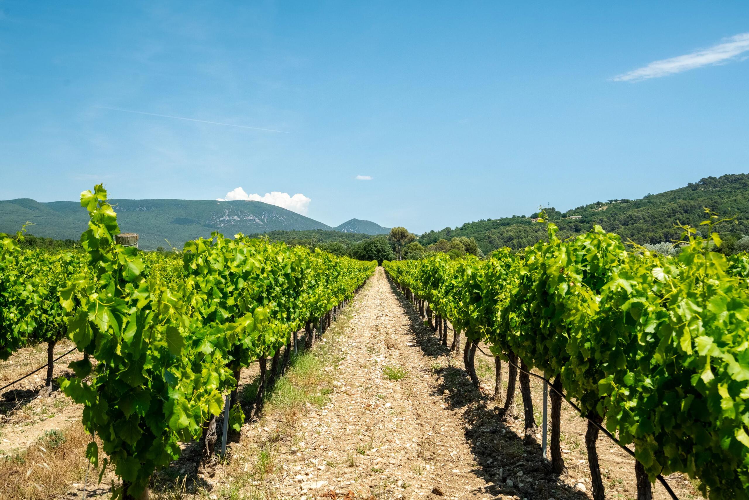 18th-Century Vineyard in the Luberon – An Exceptional Property in Provence, Provence-Alpes-Côte d’Azur – France – BVI79855