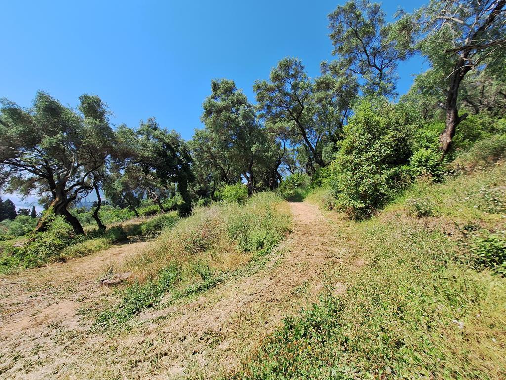 Land in Corfu, Corfu Prefecture, Greece – 66376