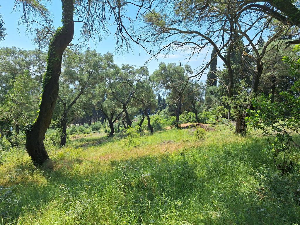 Land in Corfu, Corfu Prefecture, Greece – 66376