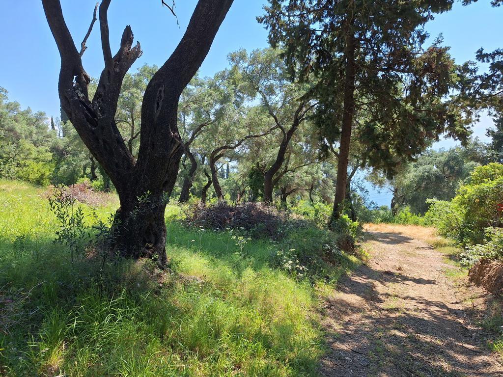 Land in Corfu, Corfu Prefecture, Greece – 66376