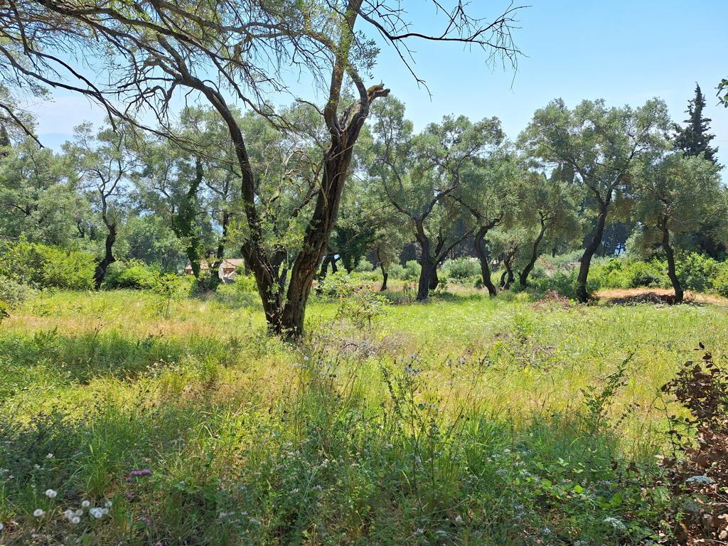 Land in Corfu, Corfu Prefecture, Greece – 66376
