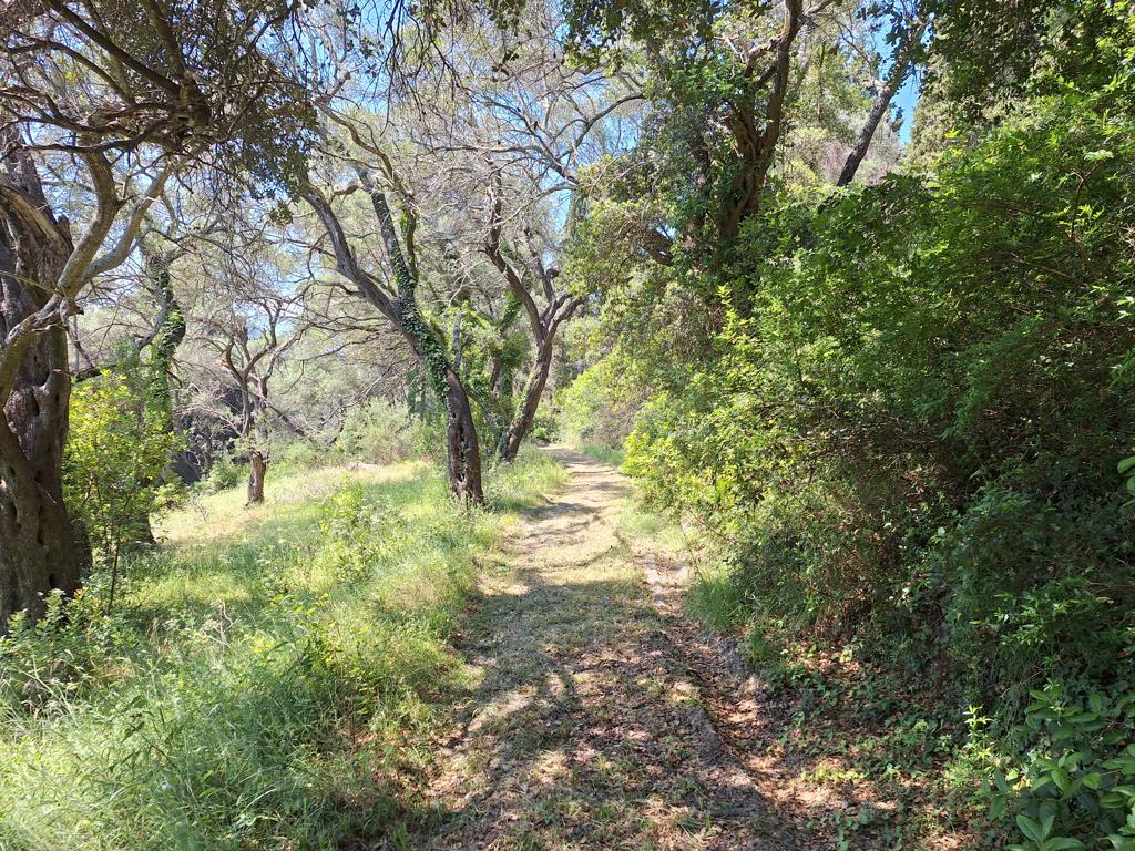 Land in Corfu, Corfu Prefecture, Greece – 66376