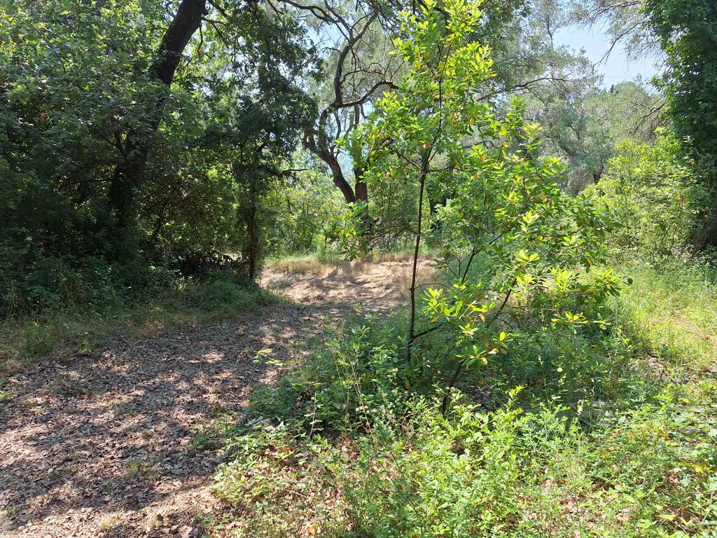 Land in Corfu, Corfu Prefecture, Greece – 66376